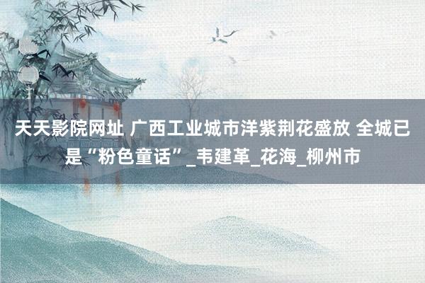 天天影院网址 广西工业城市洋紫荆花盛放 全城已是“粉色童话”_韦建革_花海_柳州市